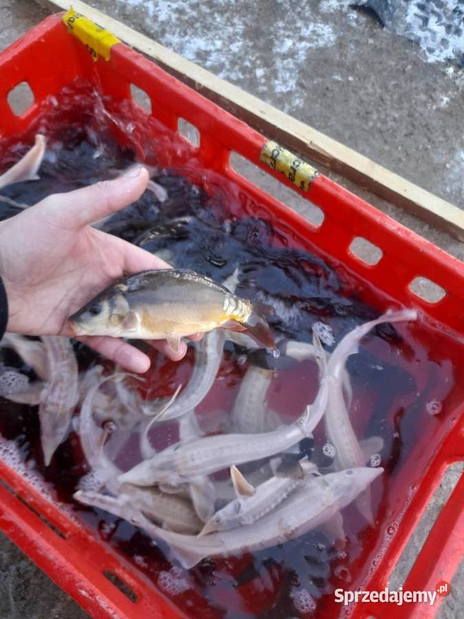 RYBY NARYBEK KARPIA OKOŁO 10 Konin sprzedam