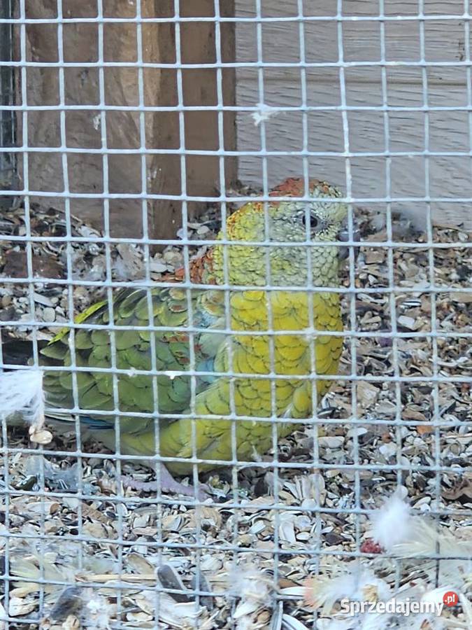 Papugi świergotki para sprzedam