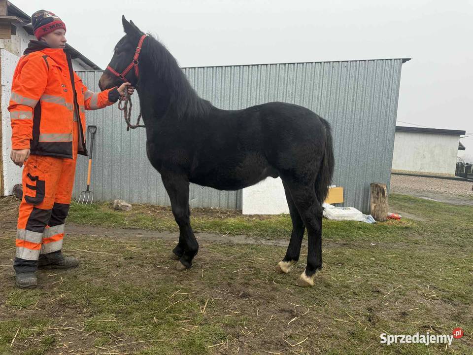 Sprzedam ogierka ślaskiego 10 miesięcy Topólka