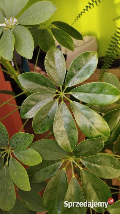 Szeflera Lipowiec Kościelny