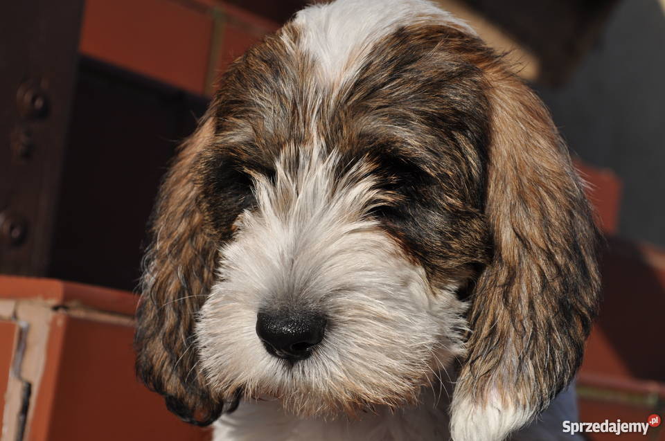 Sprzedam szczeniaka rasy Petit Basset Griffon Ve Psy Katowice sprzedam