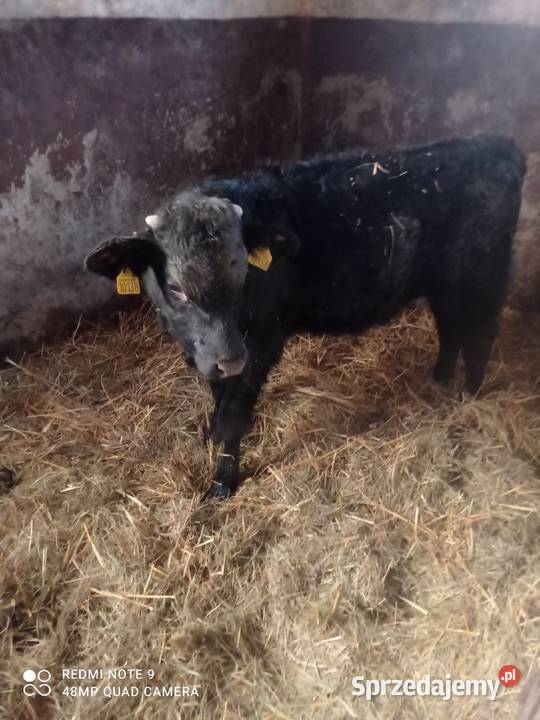 Byczek mięsny sprzedam
