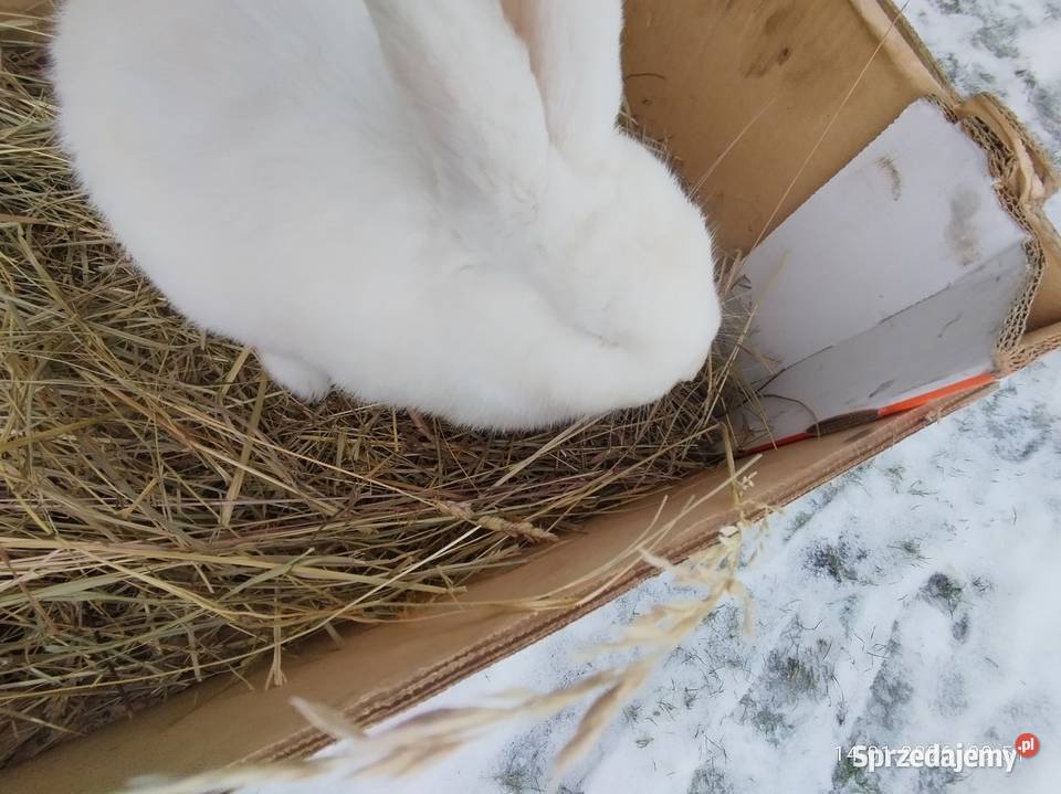 Króliki zamienię Żnin