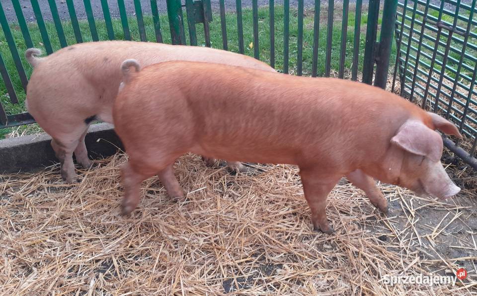 knurki Duroc x Pietrain Trzoda chlewna Strzałkowo sprzedam