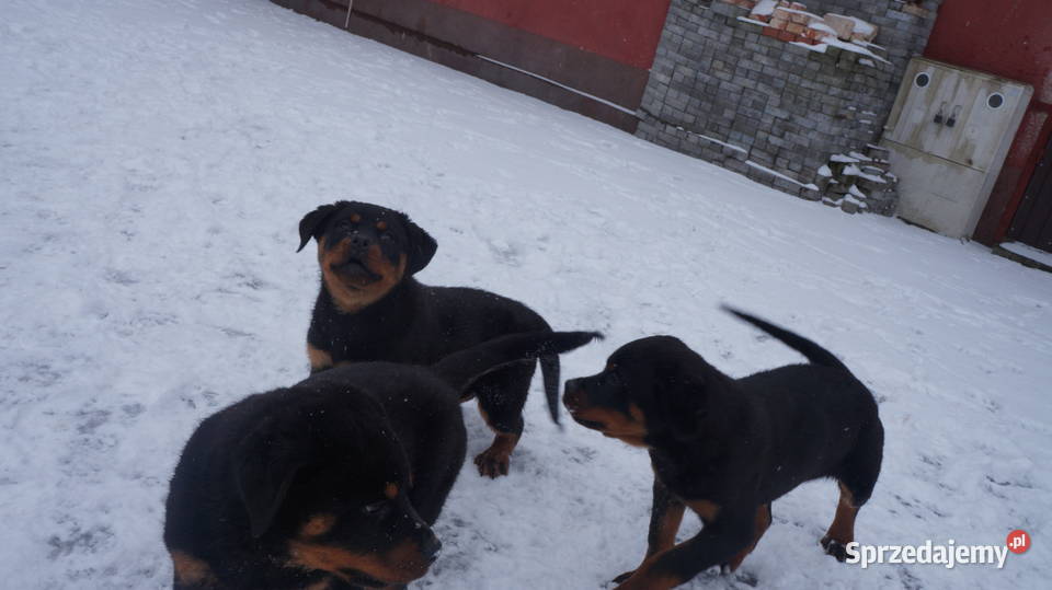 Szczenię Rottweiler Bydgoszcz