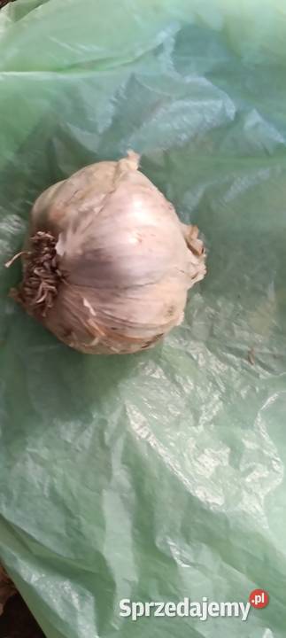 Warzywa lubelskie Chełm sprzedam