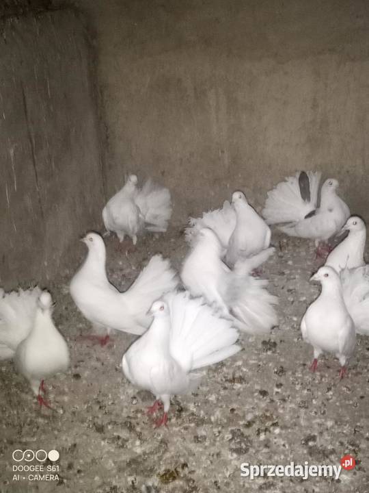 sprzedam gołębie pawiki 35 parę warmińsko-mazurskie