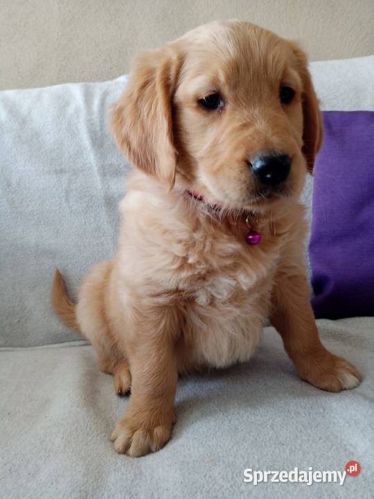 Szczenię golden retriever złoty pies Lubawa