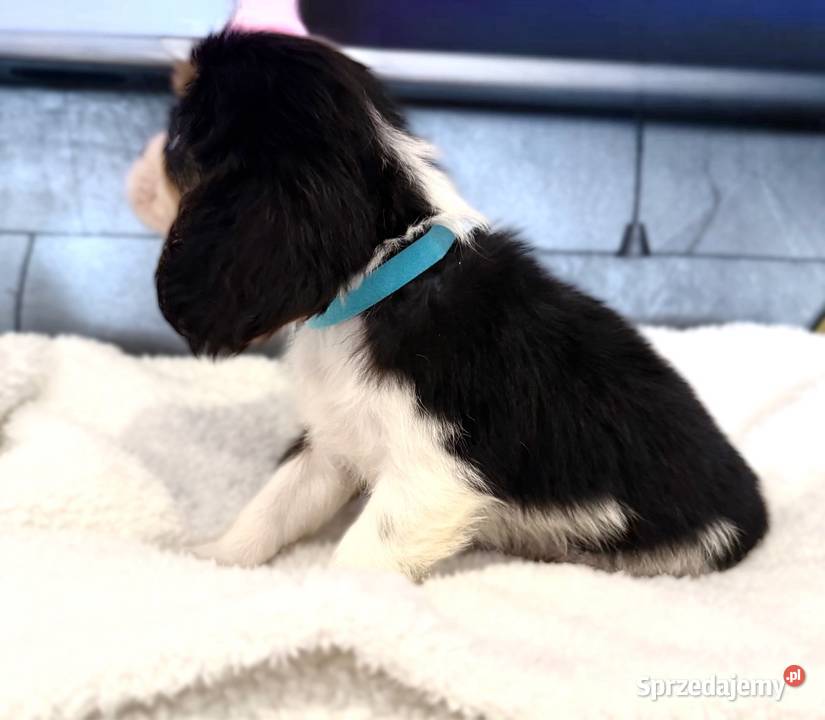 Piesek BERNIE Cavalier King Charles Spaniel Cavalier King Charles Spaniel małopolskie Limanowa