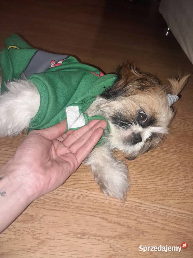 Shih tzu szczeniak suczka Częstochowa