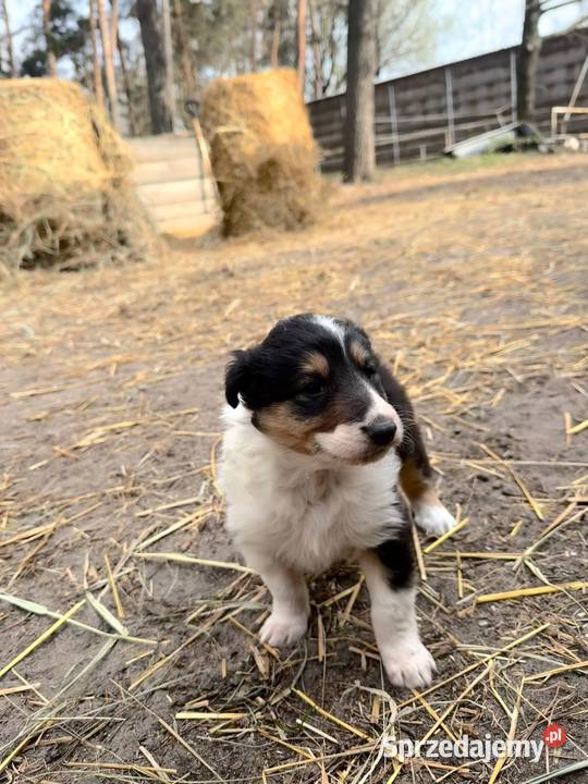 Owczarek szkocki collie Zakrzewo