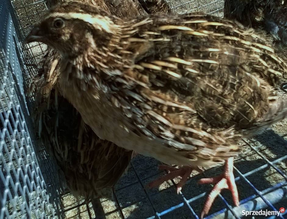 Przepiórka japońska przepiórki japońskie młode Wola Krzysztoporska