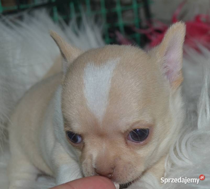 CHIHUAHUA PIĘKNY KRÓTKOWŁOSY PIESEK Łódź
