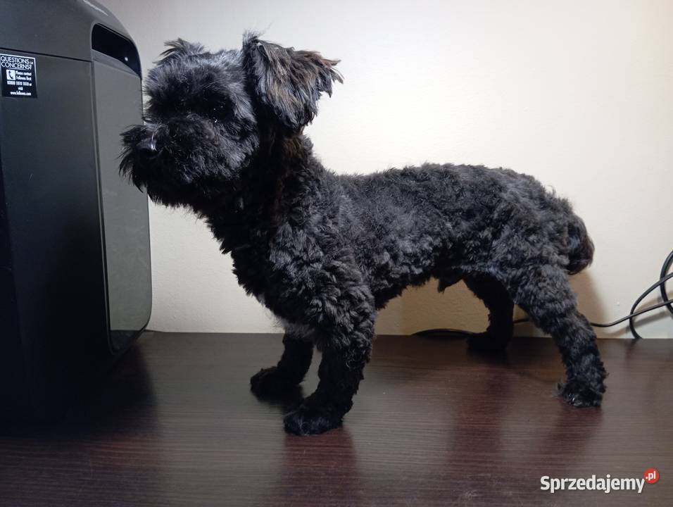 Piesek o imieniu Ace Man rasy Rosyjska Bolonka sprzedam