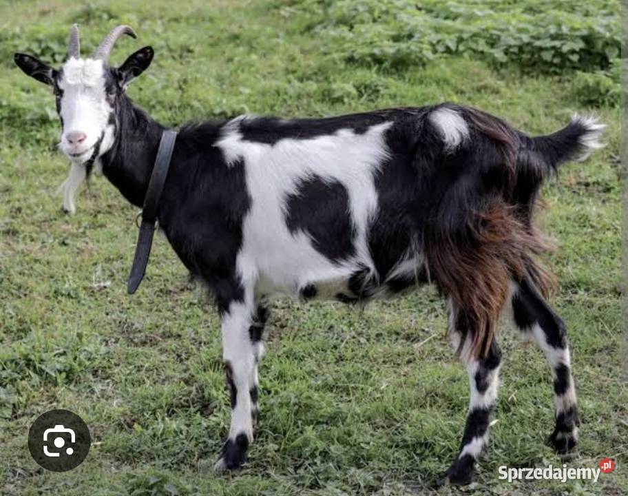 Kozie mleko i twaróg