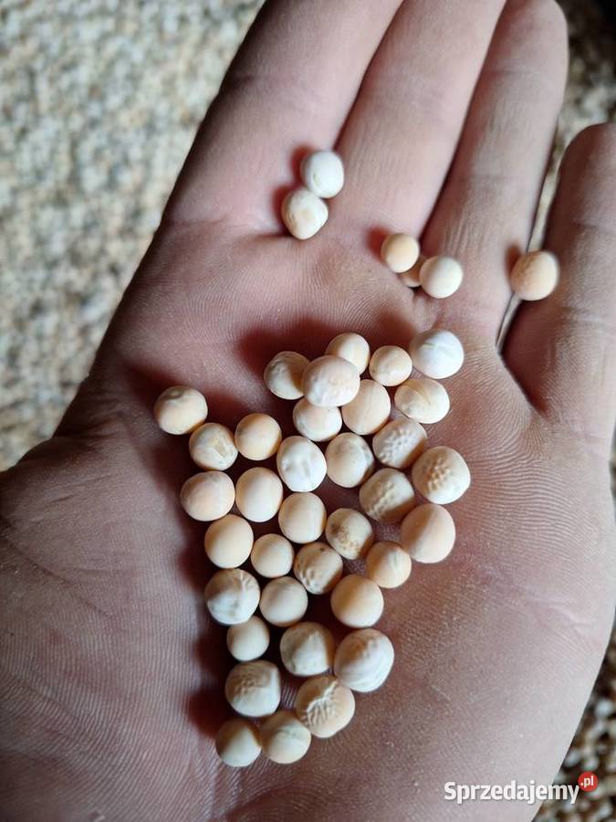 Groch Żółkiewka-Osada