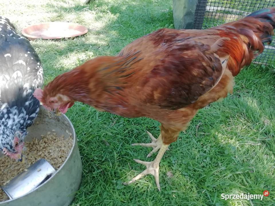 Sprzedam Koguta Ptaki Górki Wielkie