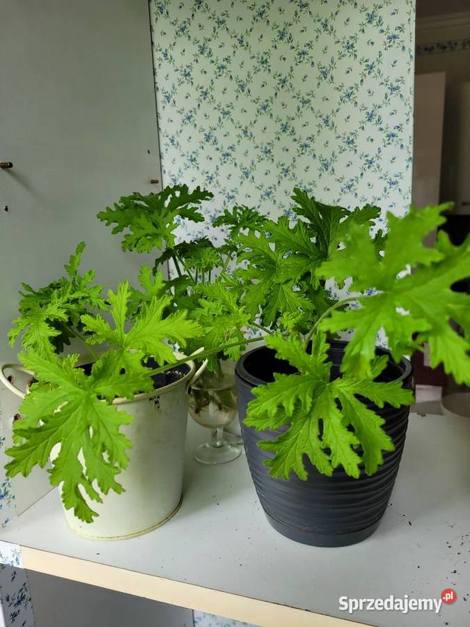 Anginowiec geranium Pelargonia pachnąca Roślina Zator