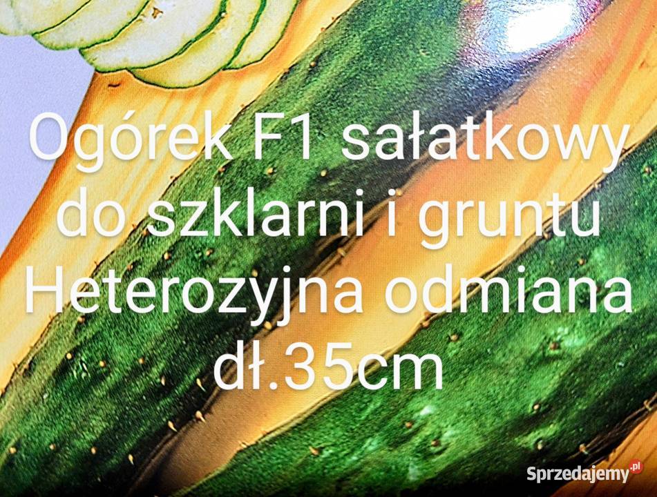 Arbuz z Syberii melon dynia nasiona