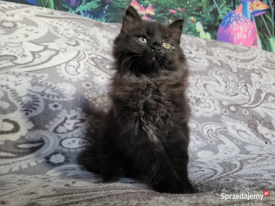 Maine Coon Polesie Mikułowskie