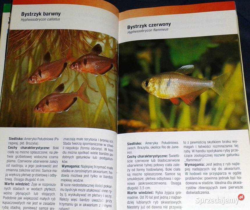 Ryby akwariowe Rozpoznawanie i utrzymanie Thomas