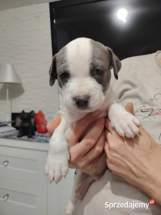 Piękne amstaff dolnośląskie Dzierżoniów