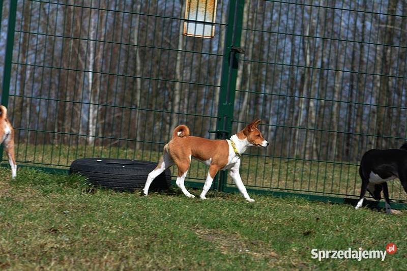 Basenji sunia Z Klanu Łobuzów FCI paszport EU lubelskie Chełm