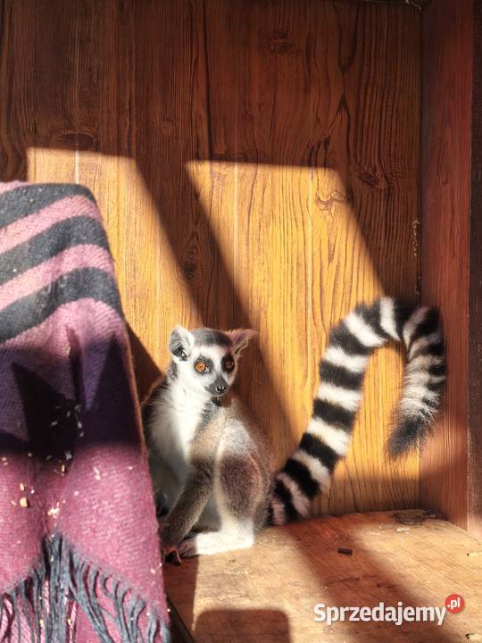 Lemur samica z młodym samcem sprzedam