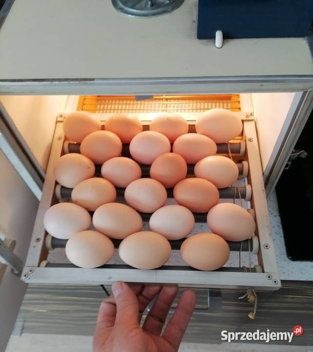 Inkubator Wołomin sprzedam