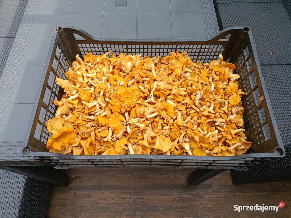 Kurki 7kg
