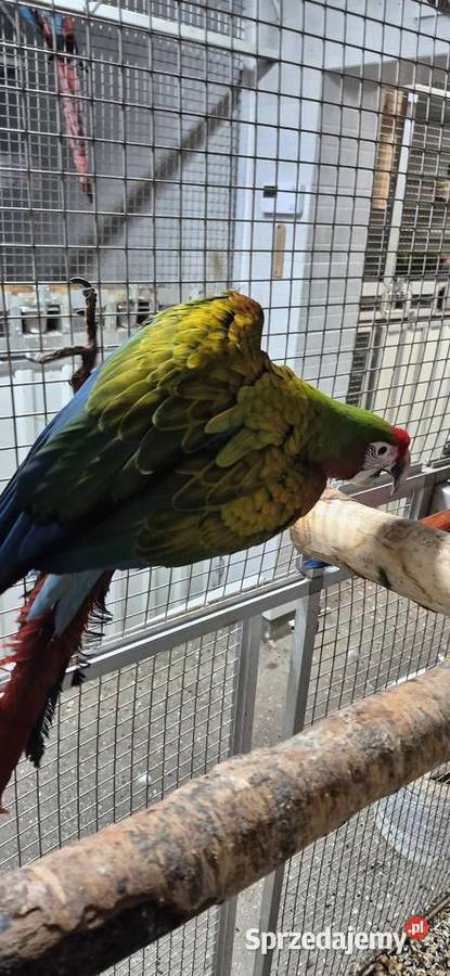 Sprzedam ptaki z 2025 wielkopolskie Grodzisk Wielkopolski