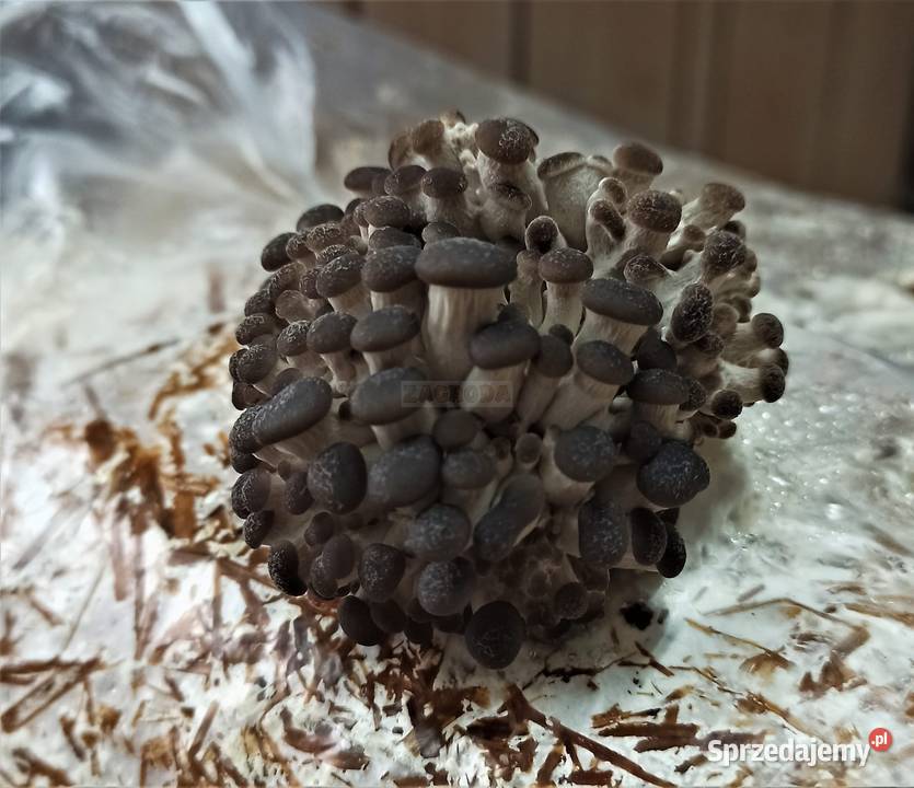 Grzybnia BOCZNIAKA duża kostka około 15 HIT Cieszyn