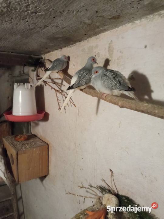 Sprzedam gołąbki diamentowe Myślenice