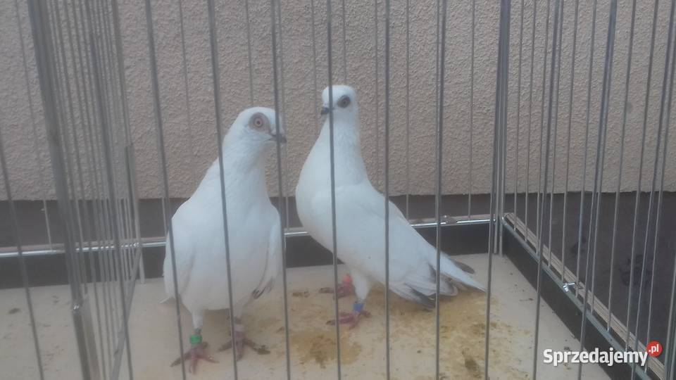Gołębie rasowe ozdobne WINERKI Strzyżów