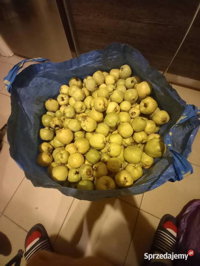 Sprzedam pigwę Warszawa