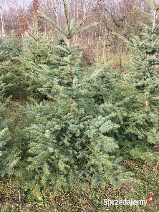 Choinki świąteczne świerk srebrny lubelskie Ryki