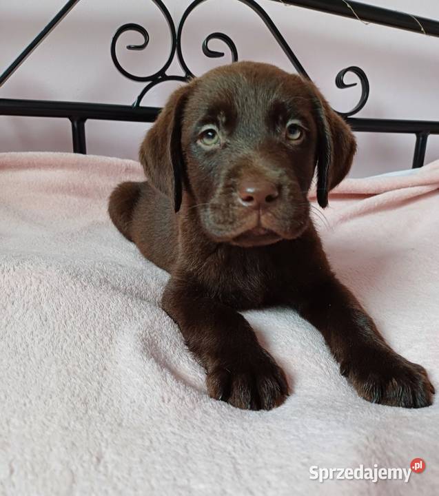 Labrador Retriver Krotoszyn