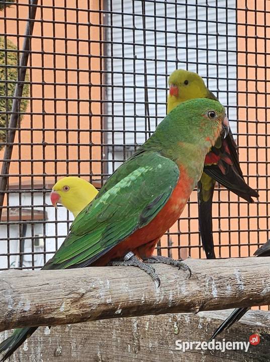 Szkarłatka królewska samiec Bydgoszcz sprzedam