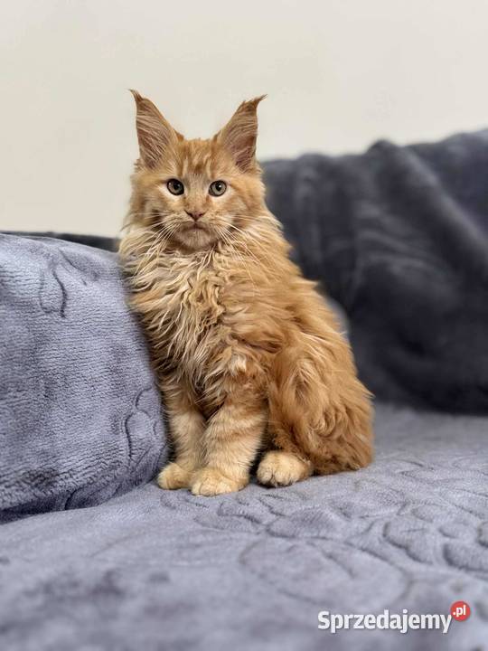 Maine Coon Rudy Maine Coon Daleszyce