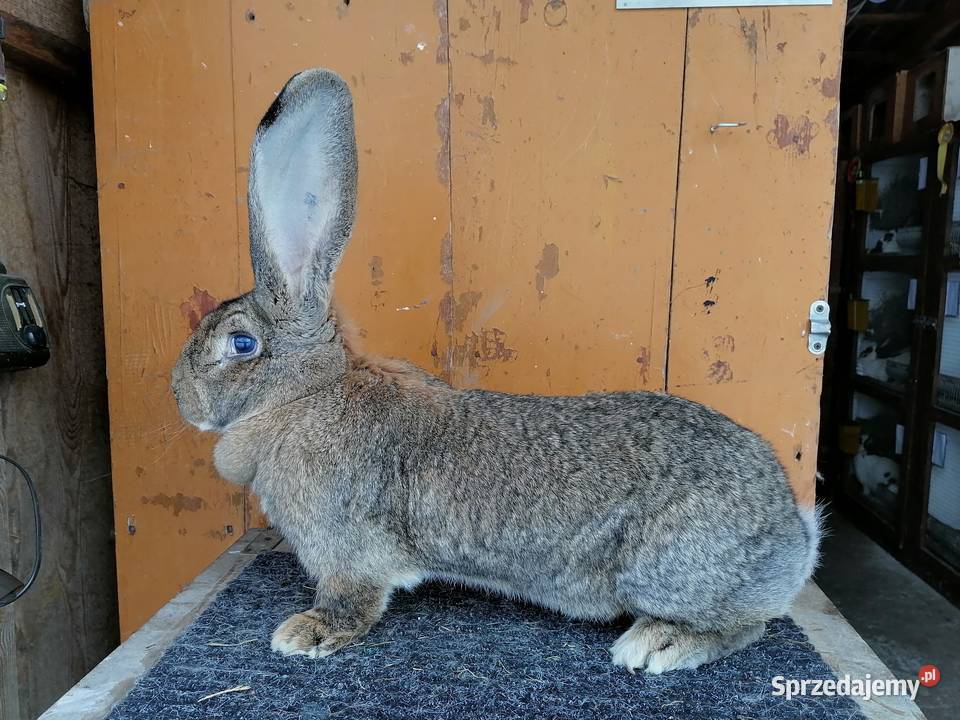 belgijski olbrzym wysyłka podkarpackie