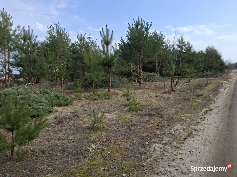Syndyk sprzeda udział 112 Tyczyn Sieradzkie 20400m2 łódzkie sprzedam