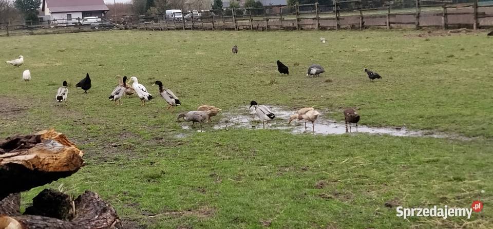 Biegusy indyjskie 2025r sprzedam