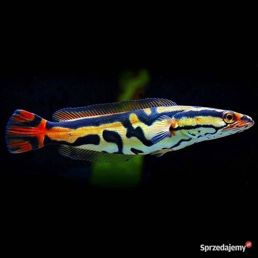 Channa EMAS rarytas WYSYŁAMY NA TEREN CAŁEGO