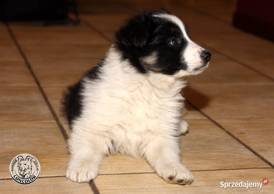 Border Collie szczeniak czarnobiały tricolor Jastrzębia