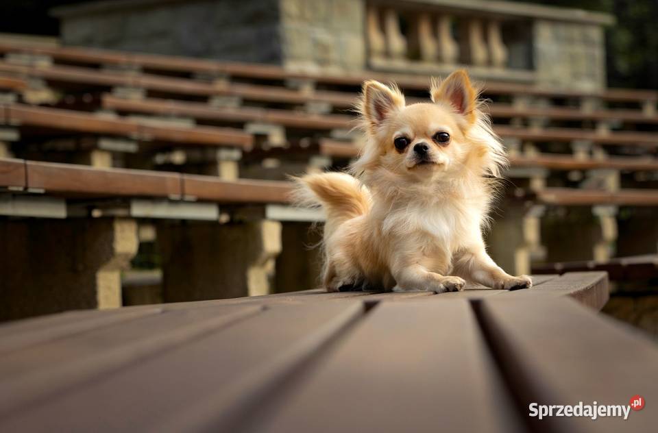 Reproduktor chihuahua długowłosy ZKwP FCI Bytom