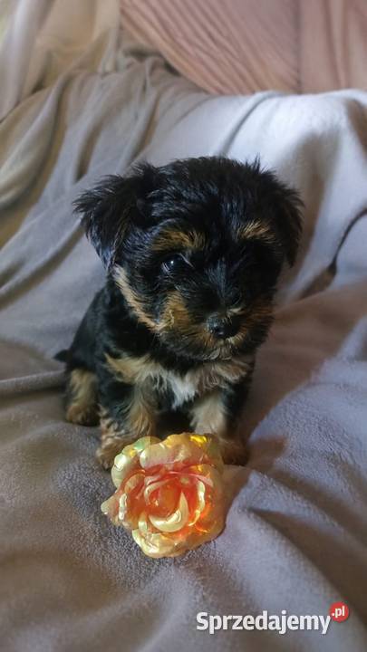 Piesek York terrier York warmińsko-mazurskie Iława