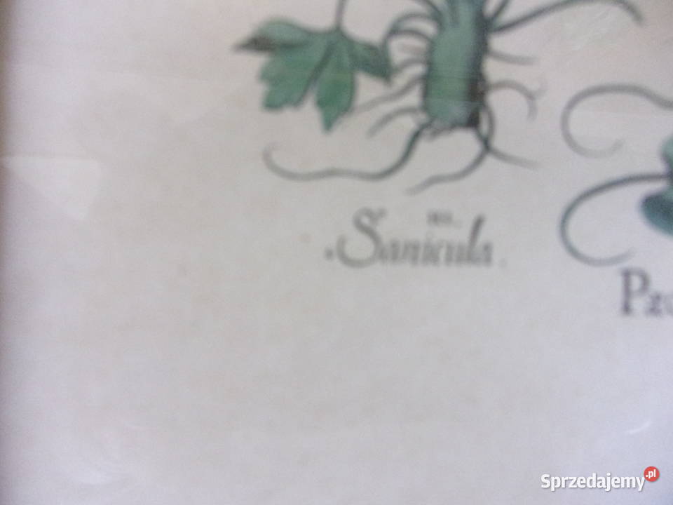 Rycina z kwiatami w drewnianej ramie szybą Warszawa