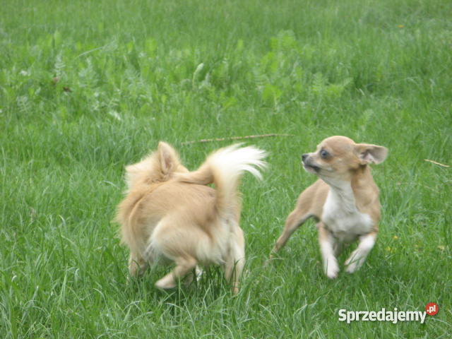 CHIHUAHUA mini najmniejsze cziłała Zwierzęta Gdańsk