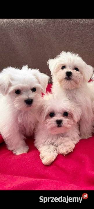 Maltańczyk maltanczyki Łukowa