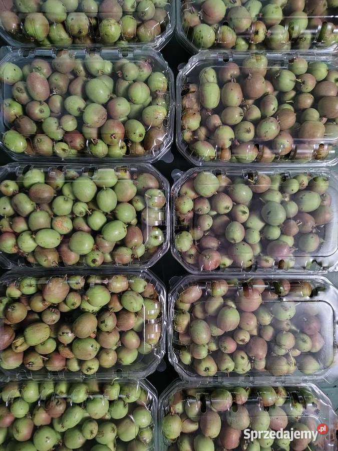 Mini kiwi świeże owoce 1 Owoce małopolskie Łazy sprzedam
